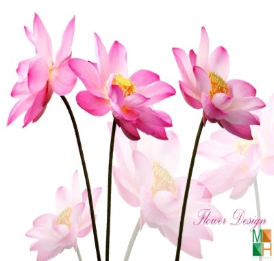  Tranh dán tường Hàn Quốc - hoa sen FW 341